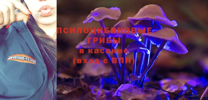 Псилоцибиновые грибы Magic Shrooms  KRAKEN маркетплейс  Буй 